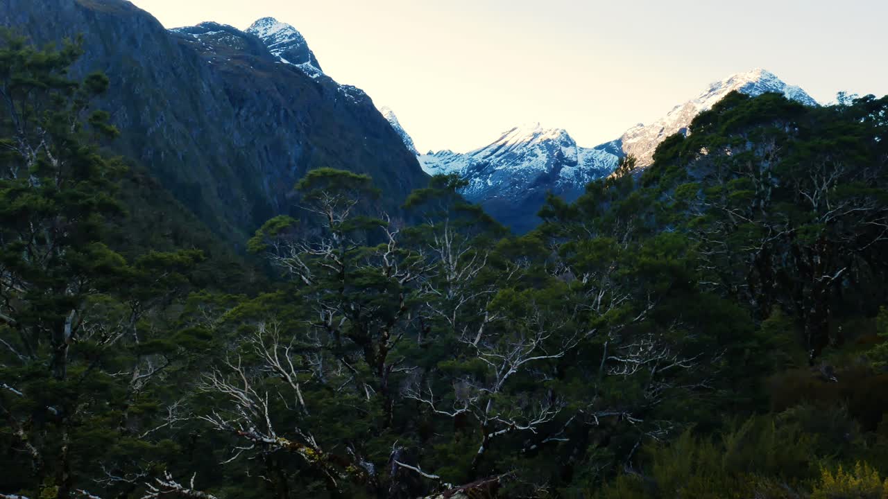 bosque de árboles único con picos cubiertos de nieve en el fondo