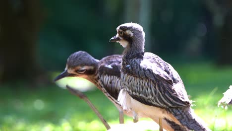 primer plano de un tímido arbusto de piedra que habita en el suelo, burhinus grallarius parado en una llanura de hierba abierta bajo la sombra, rascándose el pico con el pie, especies de aves endémicas de australia