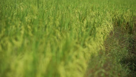 Rice-is-the-staple-food-in-many-Asian-countries