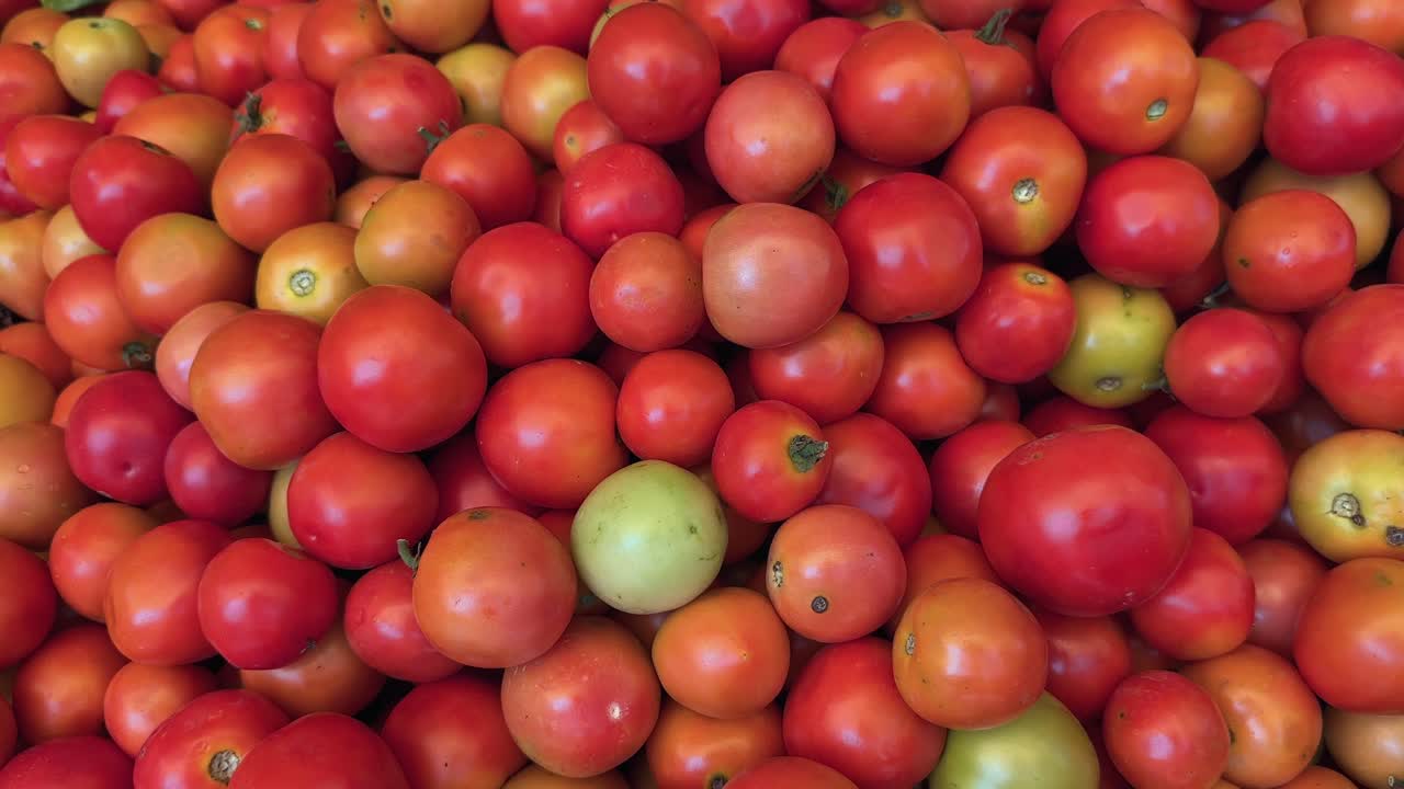 tracking shot of freshly harvested tomatos for sale