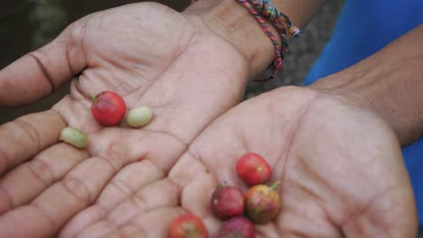 Berries---Luwak-Coffee-Beans-in-Person's-Hands,-Closeup-Handheld
