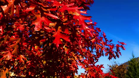 Los-Colores-Del-Otoño-Aparecen-Justo-Antes-Del-Otoño,-Las-Hojas-Del-Verano-Se-Vuelven-Rojas,-Amarillas,-Naranjas-Y-Marrones-Del-Otoño