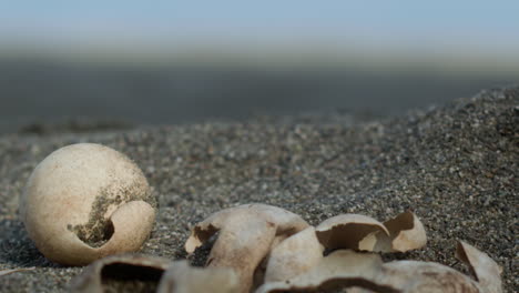 close-up shot of hatched turtle eggs on the beach sand of a dominican coast