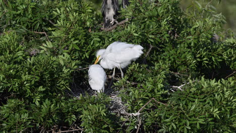 gran garceta blanca dos polluelos crecidos en el nido, venecia, florida, estados unidos