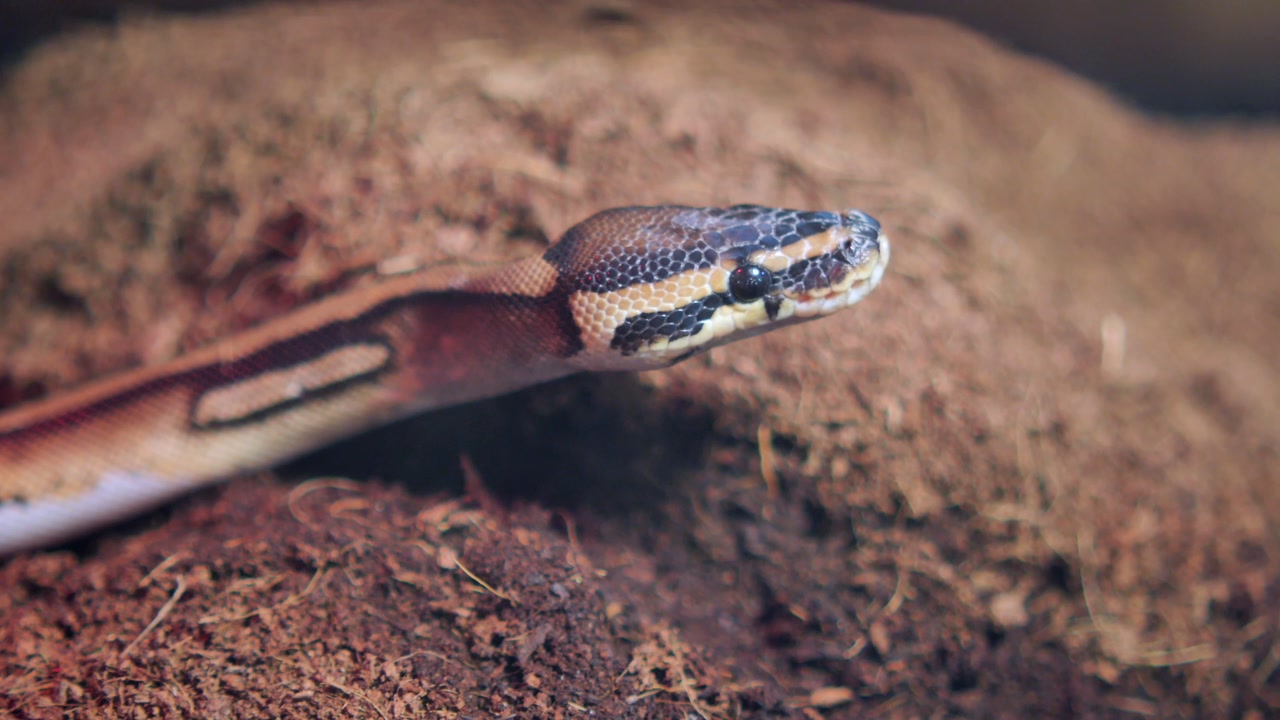 Detailed View of a Ball Python's Head and Patterned Scales