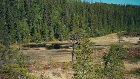 swamp and evergreen forest near lake seterdjupna in indre fosen, norway