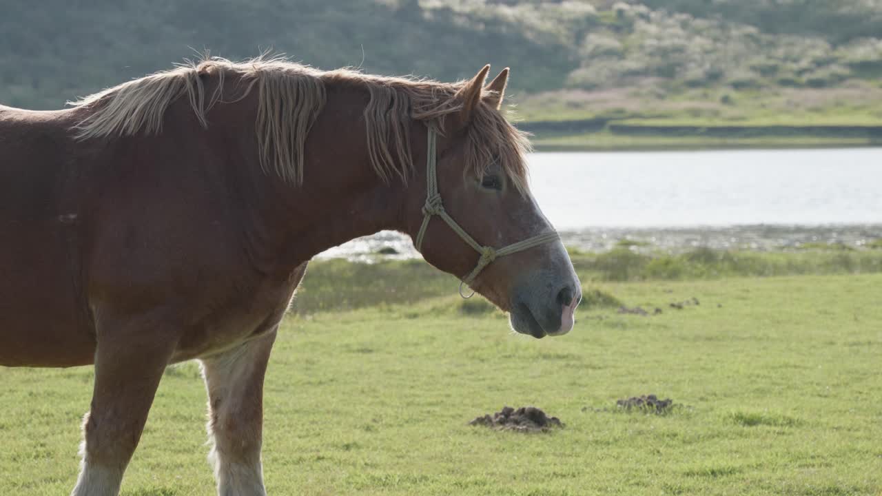 Brun hest, der spiser græs i naturen ved en dam i Mt. Aso Caldera, Japan