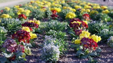 close up view of beautiful and colorful flowers in the luxembourg garden in paris during summer sunset.