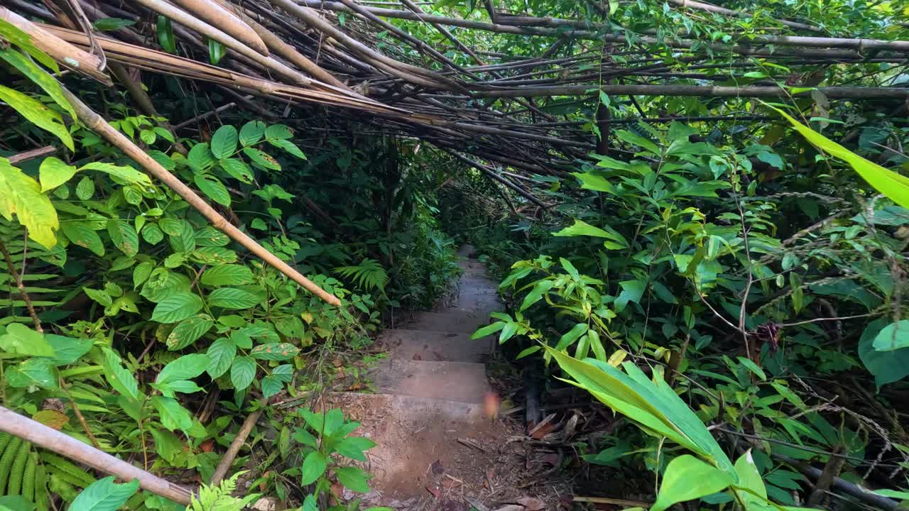 울창 한 숲 을 가로질러 내려가는 계단 을 가진 길