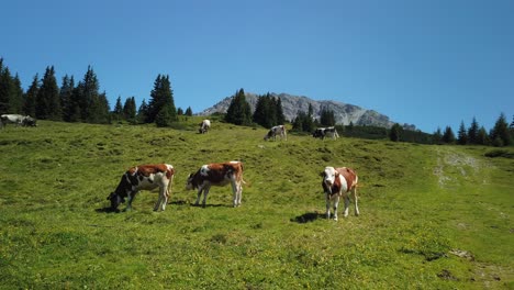 inn valley with spotted cows on a alm, very close to innsbruck, with sun and blue sky in july