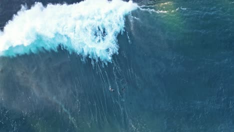 disparos de drones girando mientras los leones marinos juegan y flotan en el océano azul cuando las olas los bañan durante la marea real en la jolla california