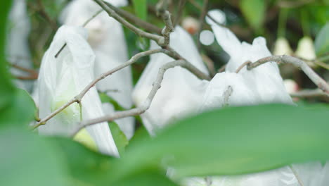 Wasserapfelbaum-Mit-Früchten,-Die-Tagsüber-In-Plastiktüten-Auf-Ästen-Auf-Landwirtschaftlichen-Betrieben-Eingewickelt-Sind