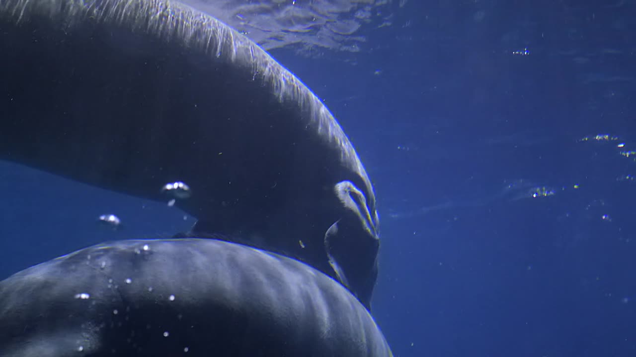 A Pair Of Manatee Swimming On The Clear Blue Water - Closeup Shot