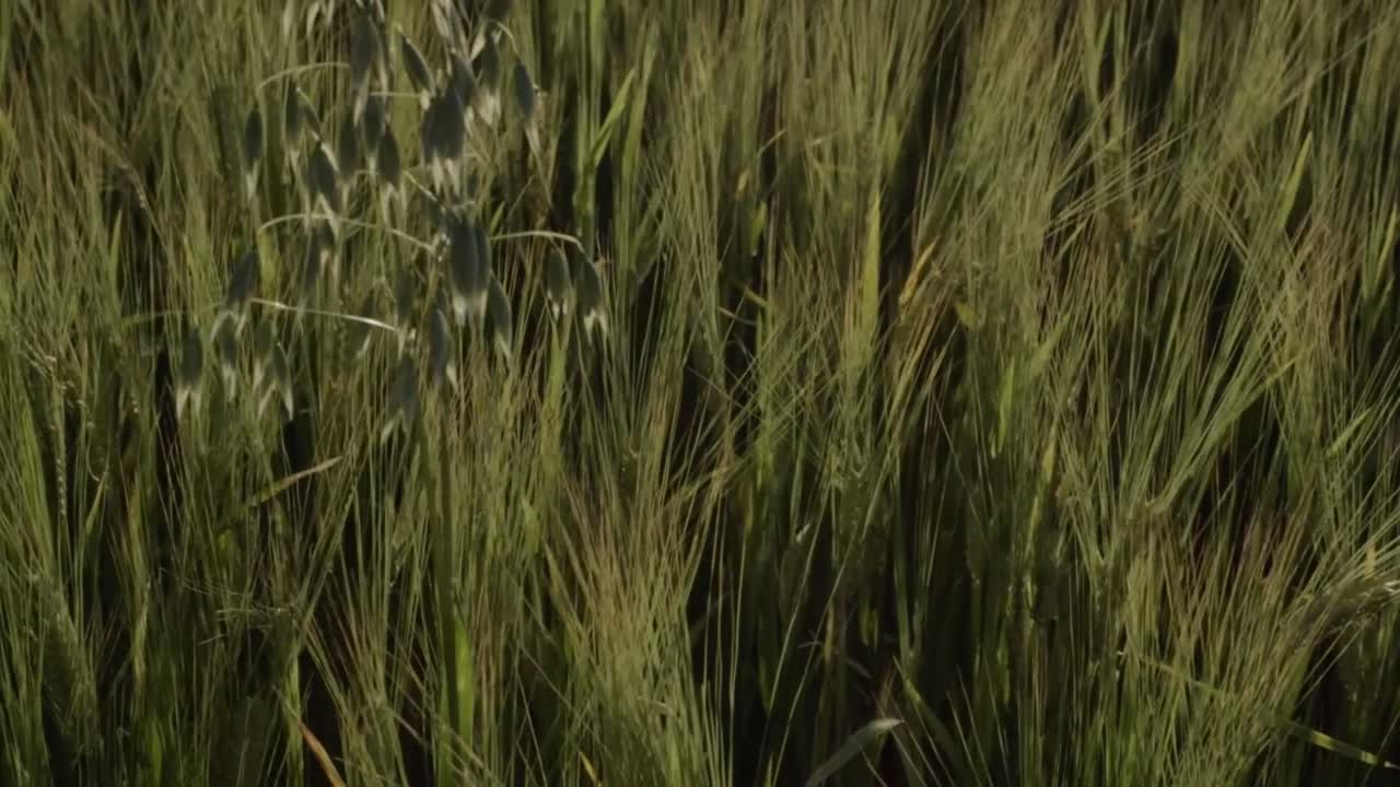 Single oat plant growing in wheat field medium tilting shot