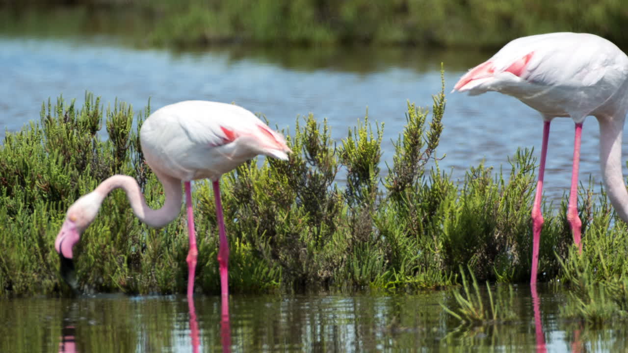 카마그 플라밍고 60