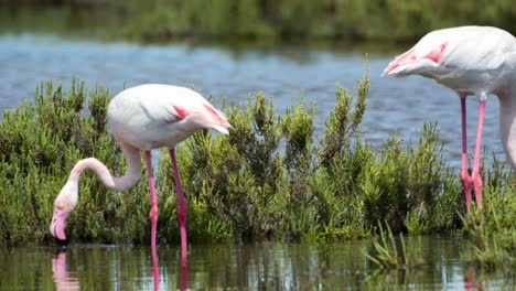 carmargue flamingos 60