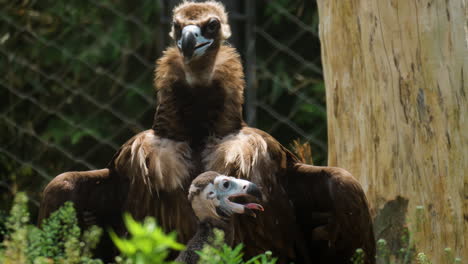 huge cinereous vulture stands over young bird, spreads wings stares at camera