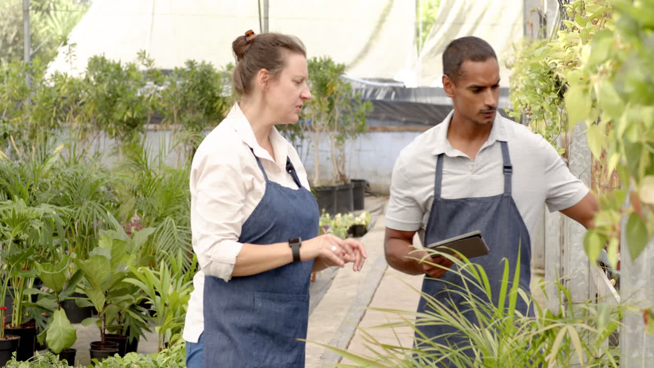 Garden center diverse workers, tablet to manage plant inventory, discussing details, in greenhouse