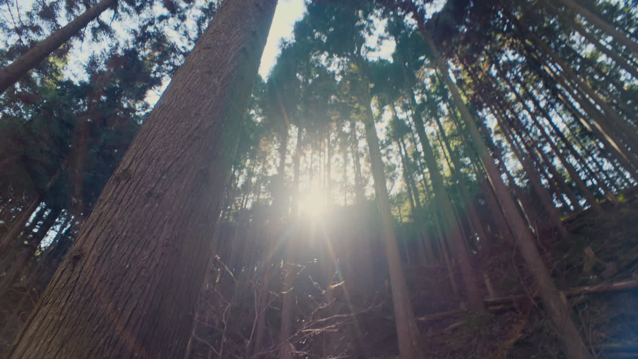 Hiking trail in Japanese woodland mountains with dramatic sun flare