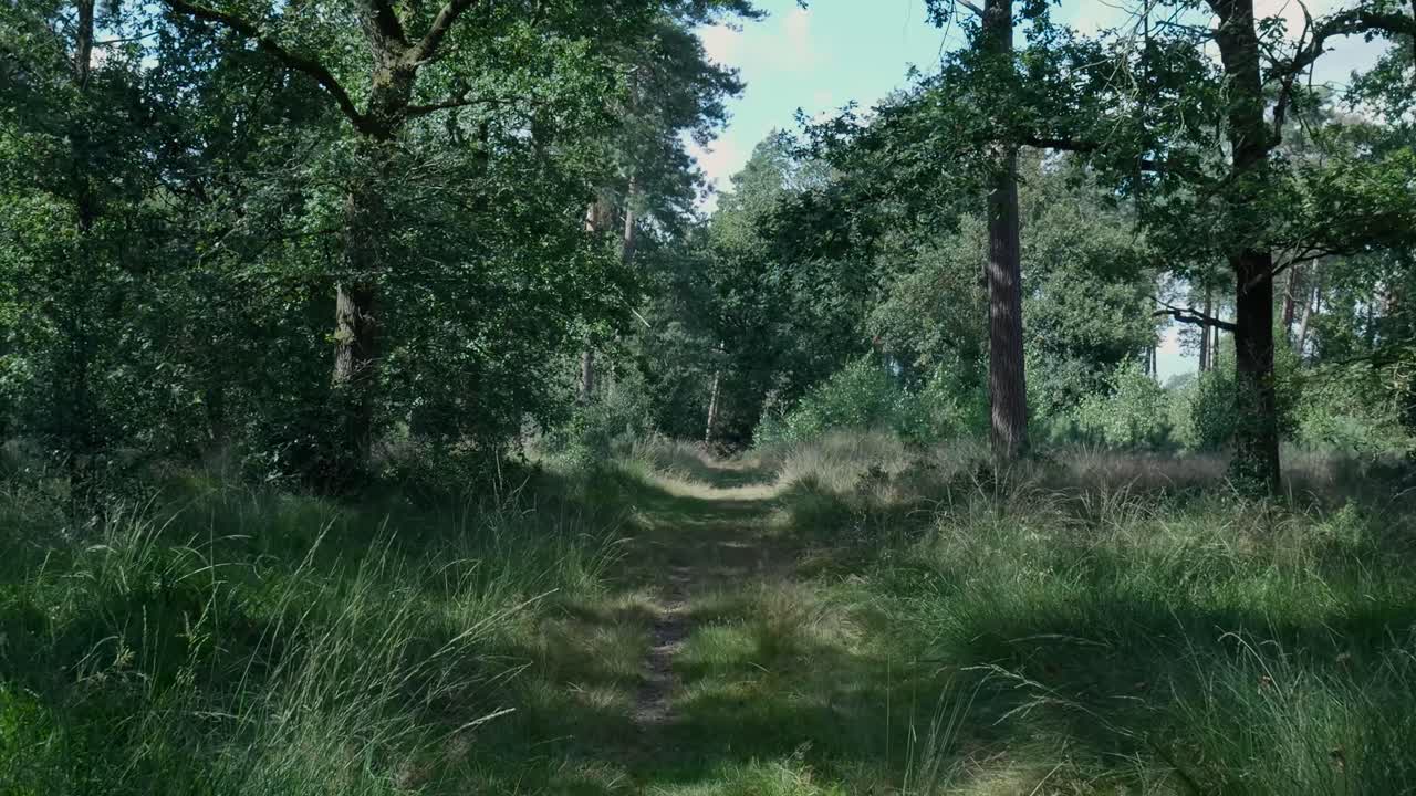 A path through a green forest