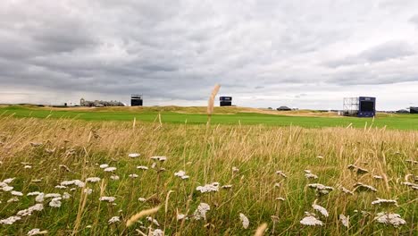 peaceful landscape with grass and cloudy skies