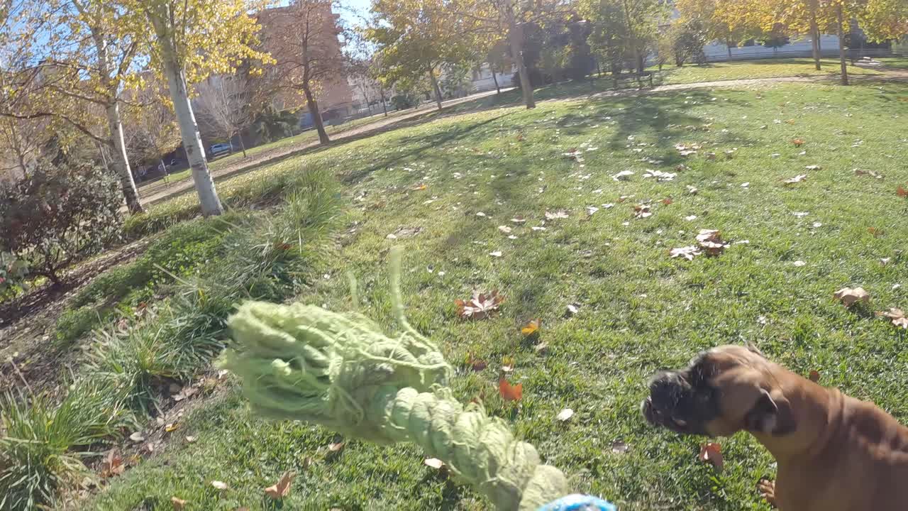 Boxer dog running on the grass while playing with a toy outdoors in a park. Animals concept.
