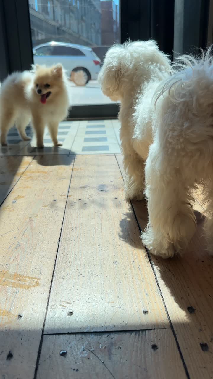 두 마리의 개가 카페 밖을 바라보고 있다