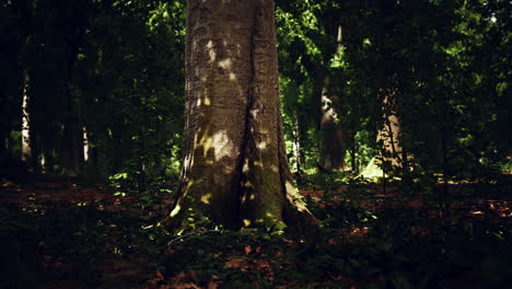 thick dark forest with moss and sun rays shining trough