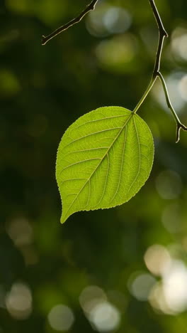 close-up of a single green leaf