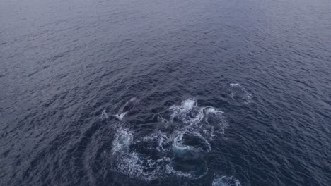 Schote-Von-Buckelwalen,-Die-In-Der-Tasmanischen-See-Schwimmen-Und-Wasser-Blasen