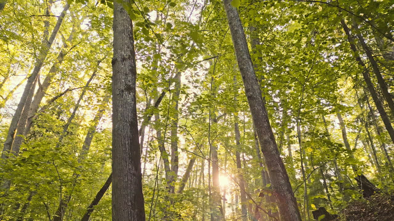 A moving view up towards the forest. The sun shines in the distance.