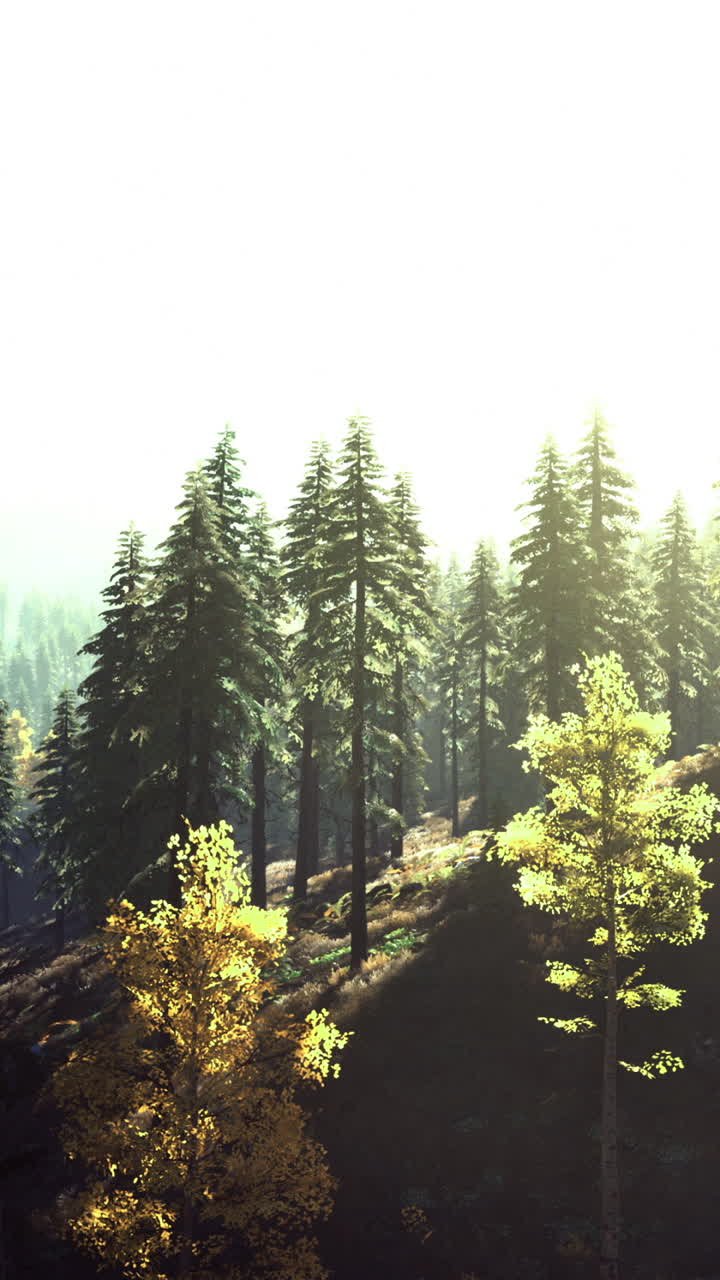 Morning light illuminating a tranquil forest landscape in autumn