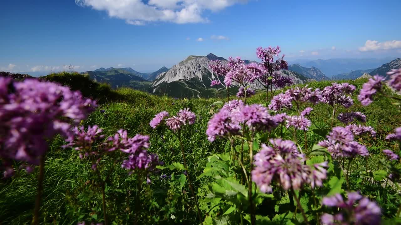 slow camera movement through purple alpine flowers. Wide angle close-up with mountains of the Alps in switzerland in the background