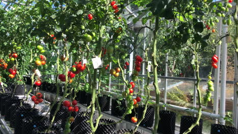 Vista-De-Tomates-Orgánicos-Rojos-Y-Verdes-Maduros-En-Un-Invernadero