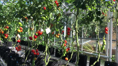 vista de tomates orgánicos rojos y verdes maduros en un invernadero
