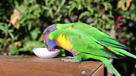 colorful lorikeets eating and socializing outdoors