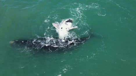 southern right whale exhales next to its perky brindle calf