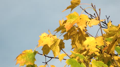 Maple-leaves-with-yellow-foliage-in-the-wind-in-sunny-weather