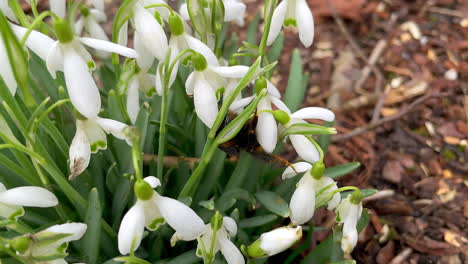 slow motion macro of wild bumblebee pollinating white lily flowers in nature during spring season