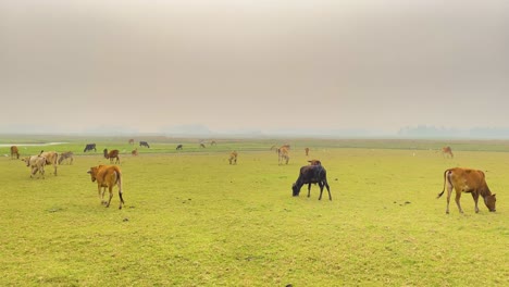 Ein-Ruhiger-Blick-Auf-Eine-Herde-Brauner-Kühe,-Die-Auf-Einer-üppig-Grünen-Wiese-Grasen-Und-Die-Natürliche-Schönheit-Der-Landwirtschaft-Symbolisieren