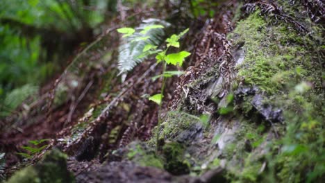 dewey leaves in rainforest