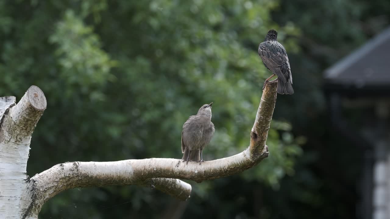 찌르레기 새 어머니와 병아리 재미