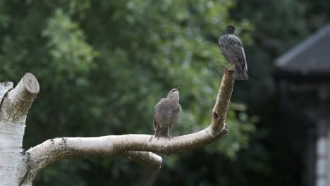 Starling-Vögel-Mutter-Und-Küken-Lustig