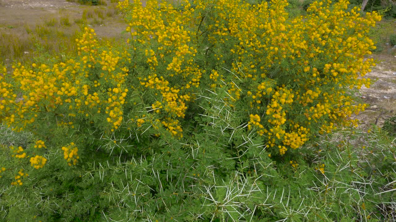 Yellow flowers on flowering acacia Vahellia Karroo bush in wild nature