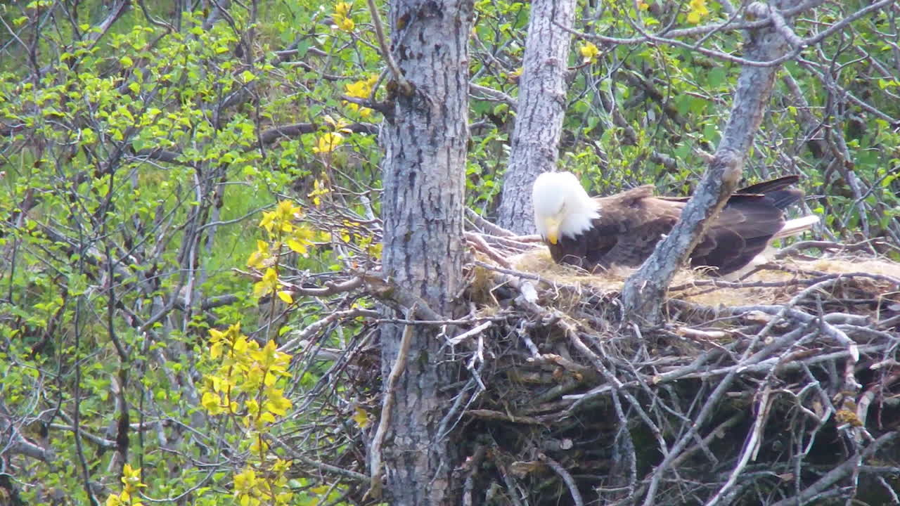 una madre águila calva atiende a su cría de águila en un nido de águila en la isla de kodiak, alaska