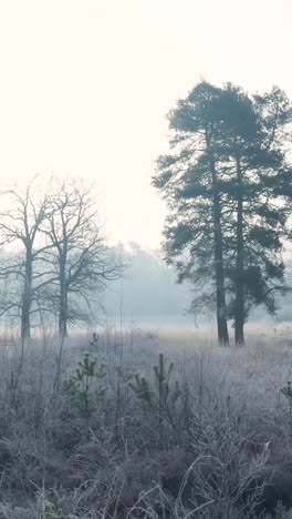 frozen forest at dawn