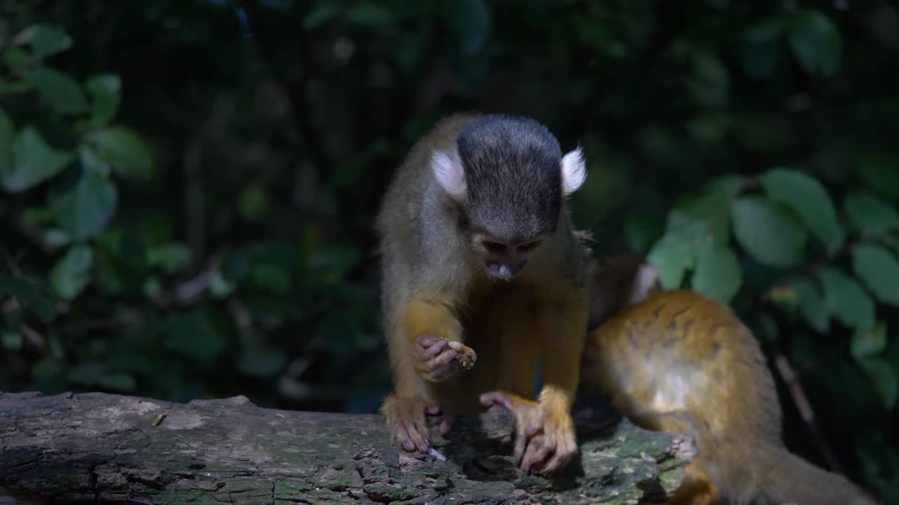 adorable mono ardilla está comiendo con sus amigos y se está relajando