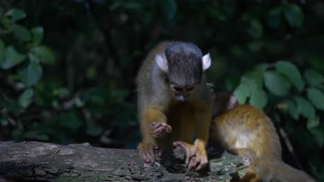 adorable squirrel monkey is eating with his friends and is relaxing