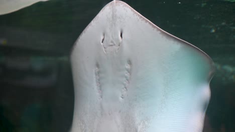 vista de la parte inferior del vientre, las branquias y la boca de la raya en el vidrio del acuario