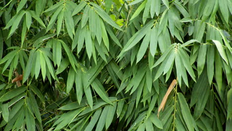 ramas de bambú con hojas gruesas moviéndose con un poco de viento en un parque o jardín